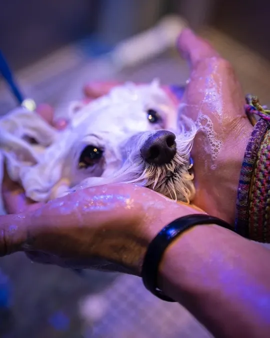 Pet recebendo banho e tosa na Meerkat — foto 2