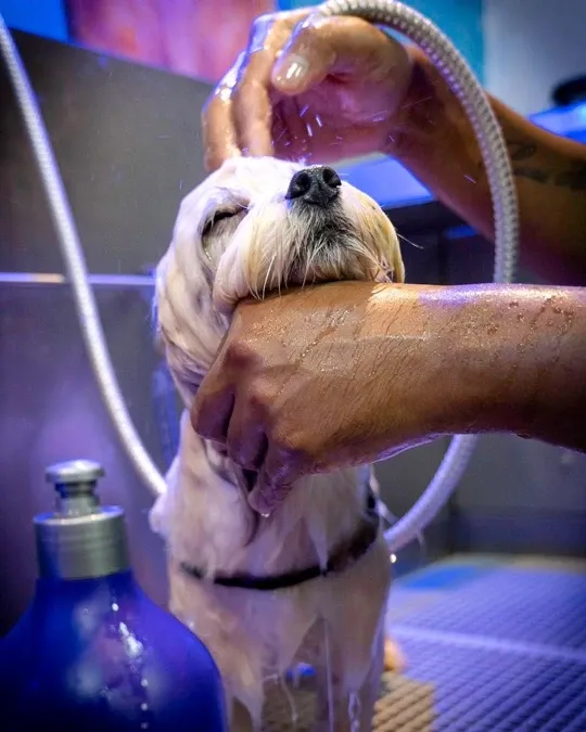 Pet recebendo banho e tosa na Meerkat — foto 6