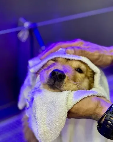 Pet recebendo banho e tosa na Meerkat — foto 10