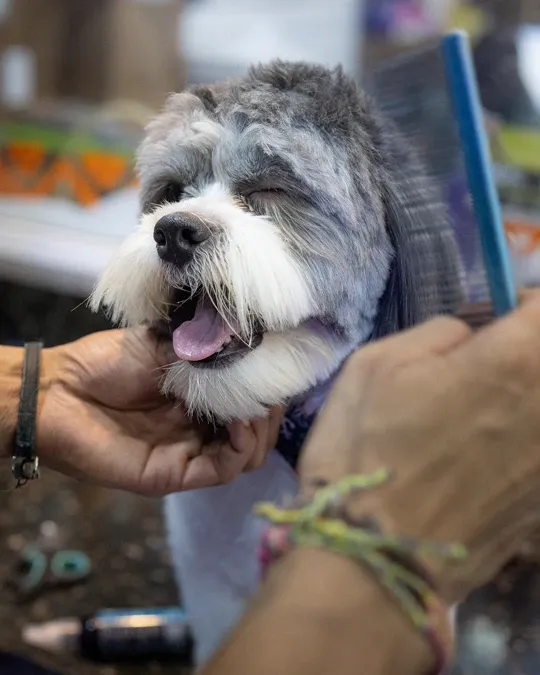 Pet recebendo banho e tosa na Meerkat — foto 12
