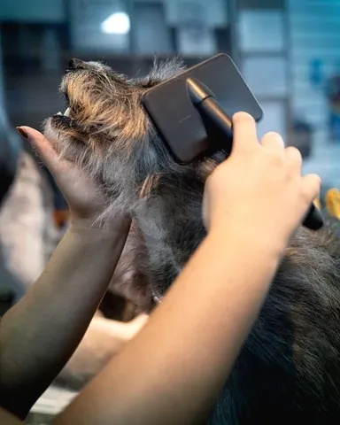 Pet recebendo banho e tosa na Meerkat — foto 13