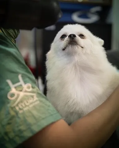 Pet recebendo banho e tosa na Meerkat — foto 14
