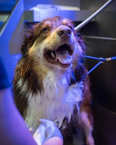 Pet recebendo banho e tosa na Meerkat — foto 15